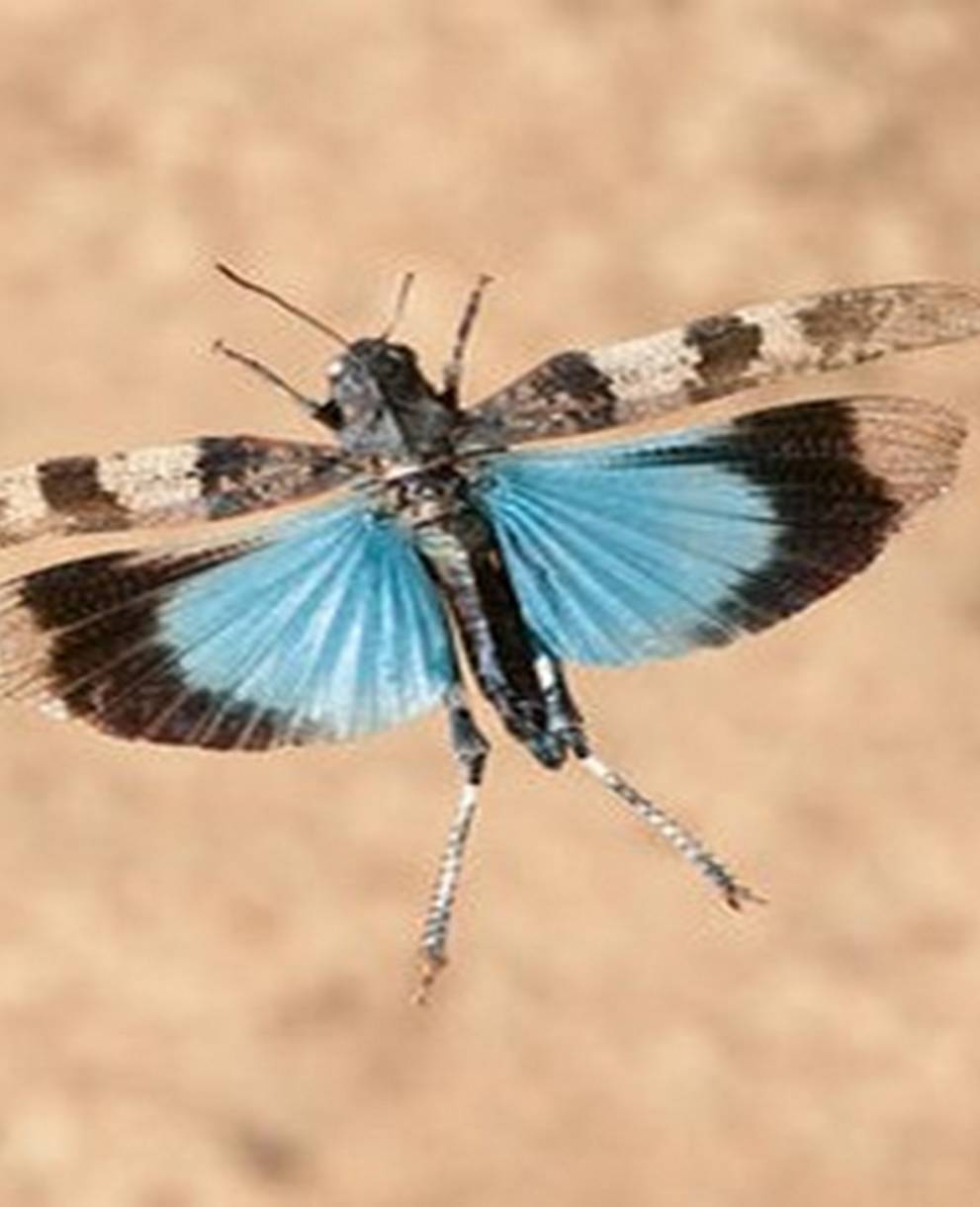 Blauflügelige Ödlandschrecke